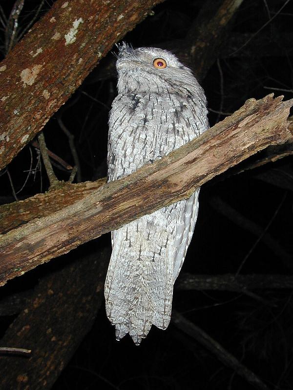 Tawny_Frogmouth__Podargus_strigoides__003.jpg