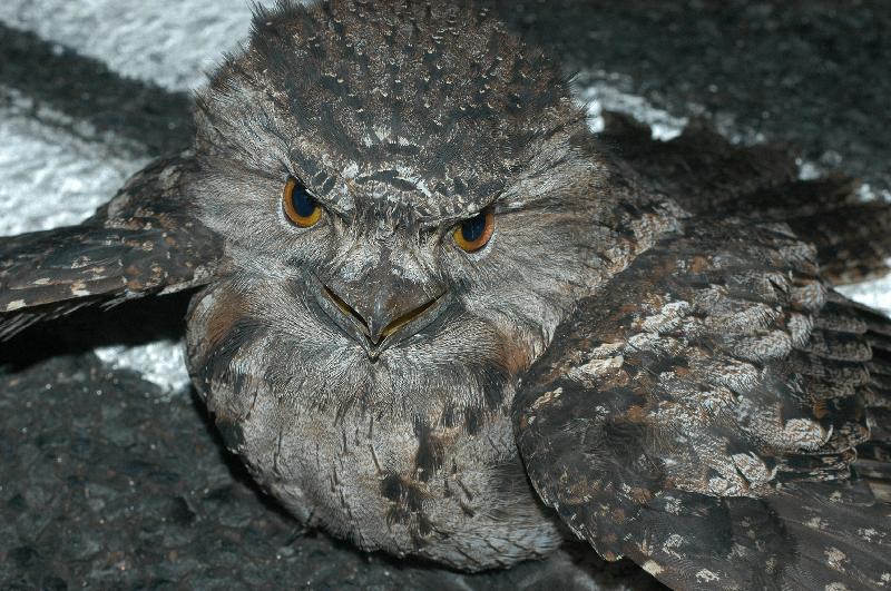 Tawny_Frogmouth__Podargus_strigoides__004.jpg