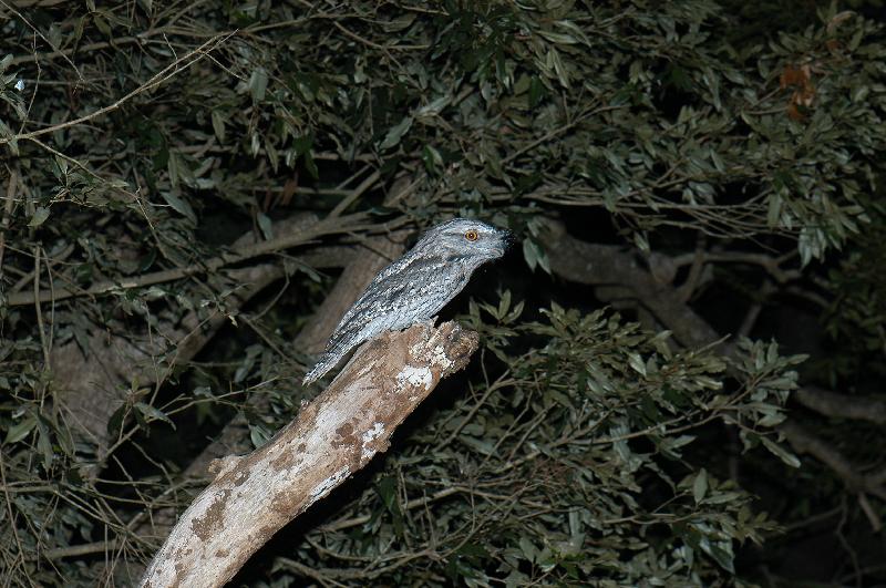 Tawny_Frogmouth__Podargus_strigoides__006.jpg