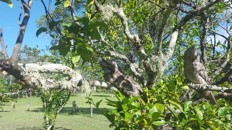 Tawny_Frogmouth__Podargus_strigoides__009.jpg