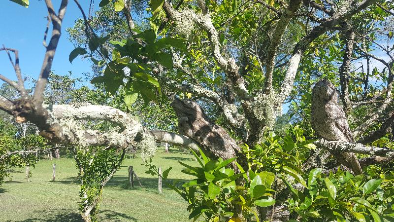 Tawny_Frogmouth__Podargus_strigoides__010.jpg