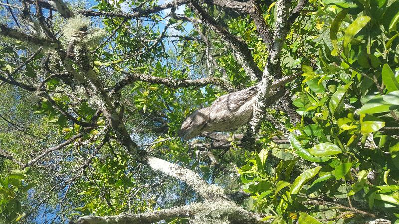 Tawny_Frogmouth__Podargus_strigoides__011.jpg