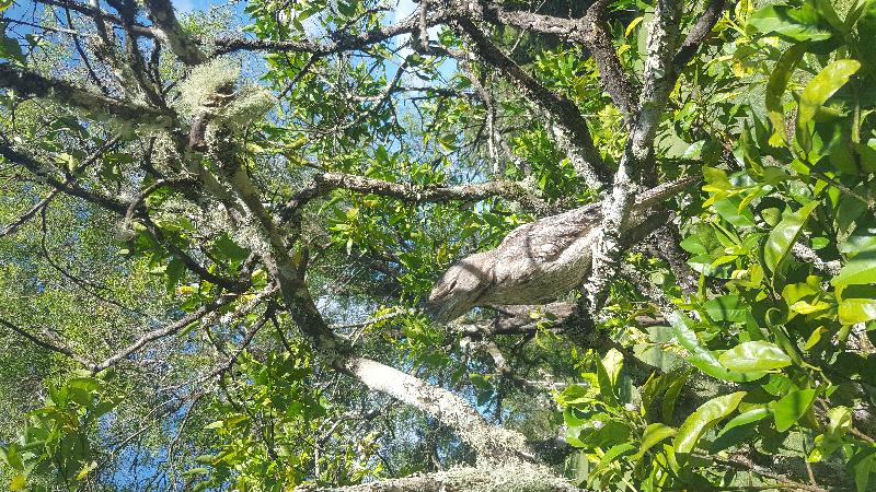 Tawny_Frogmouth__Podargus_strigoides__012.jpg