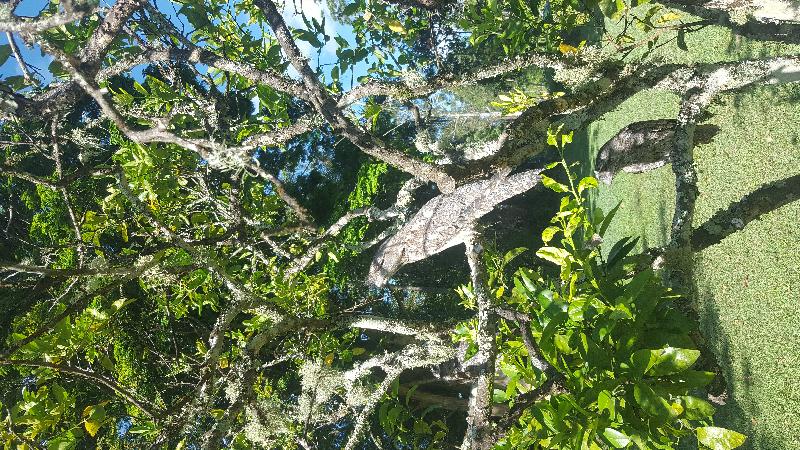 Tawny_Frogmouth__Podargus_strigoides__013.jpg