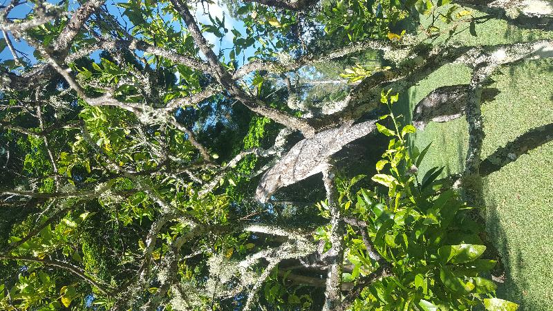 Tawny_Frogmouth__Podargus_strigoides__014.jpg