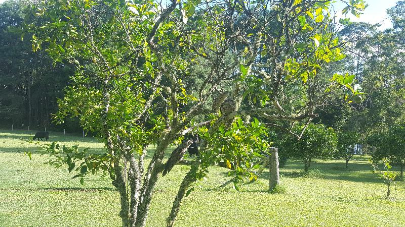 Tawny_Frogmouth__Podargus_strigoides__017.jpg