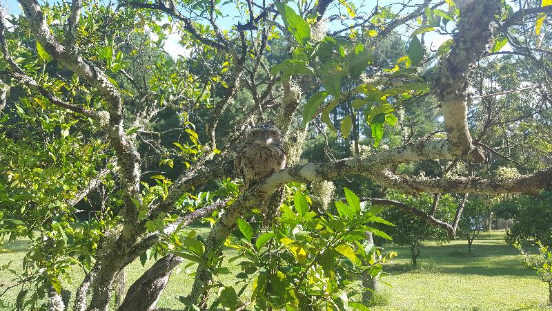 Tawny_Frogmouth__Podargus_strigoides__018.jpg