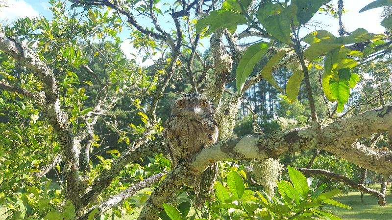 Tawny_Frogmouth__Podargus_strigoides__019.jpg