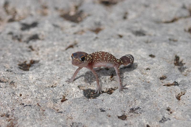 Thick-Tailed_Gecko__Underwoodisaurus_milii__001.jpg