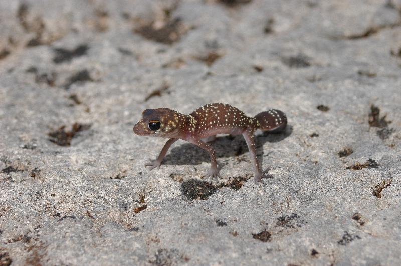 Thick-Tailed_Gecko__Underwoodisaurus_milii__002.jpg