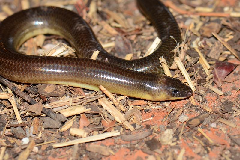 Three-Clawed_Worm-Skink__Anomalopus_verreauxii__004.jpg