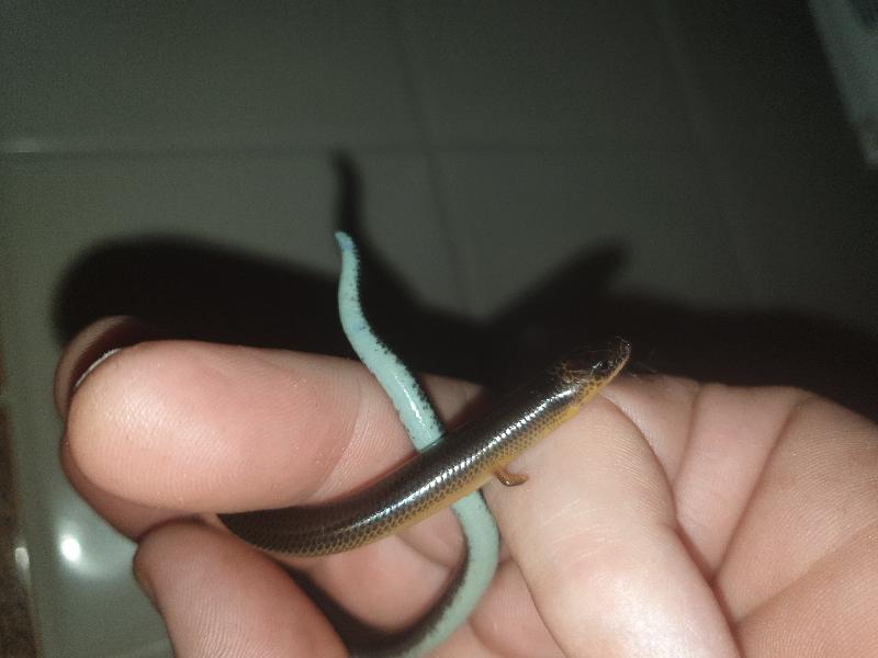 Three-Clawed_Worm-Skink__Anomalopus_verreauxii__011.jpg