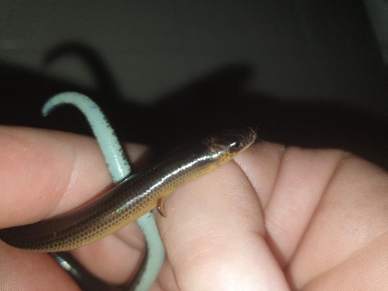 Three-Clawed_Worm-Skink__Anomalopus_verreauxii__012.jpg