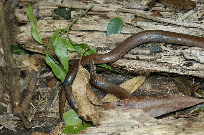 Three-Toed_Snake-Tooth_Skink__Coeranoscincus_reticulatus__002.jpg