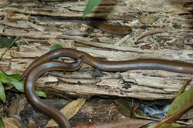 Three-Toed_Snake-Tooth_Skink__Coeranoscincus_reticulatus__003.jpg