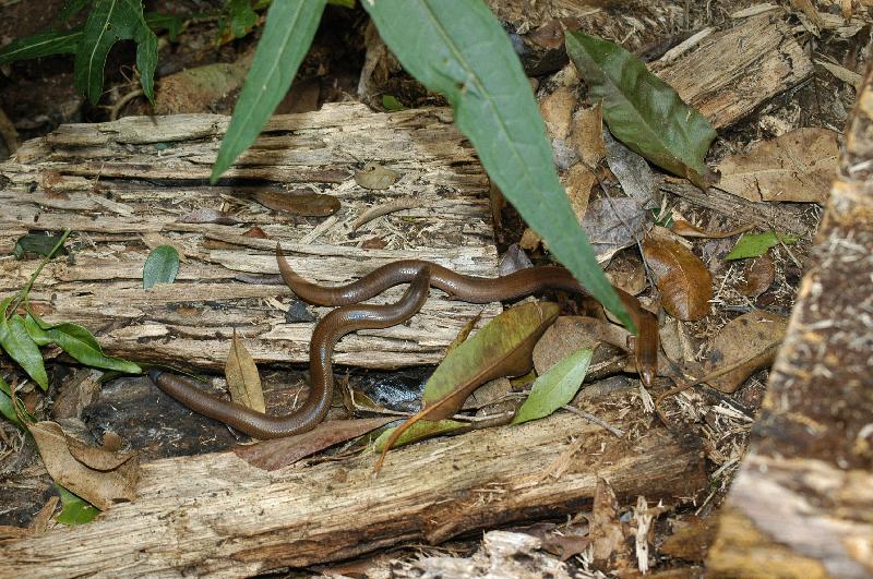 Three-Toed_Snake-Tooth_Skink__Coeranoscincus_reticulatus__004.jpg