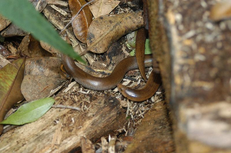 Three-Toed_Snake-Tooth_Skink__Coeranoscincus_reticulatus__005.jpg