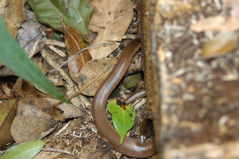 Three-Toed_Snake-Tooth_Skink__Coeranoscincus_reticulatus__006.jpg