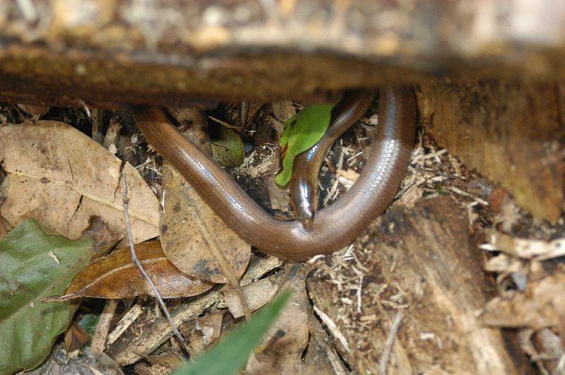 Three-Toed_Snake-Tooth_Skink__Coeranoscincus_reticulatus__007.jpg