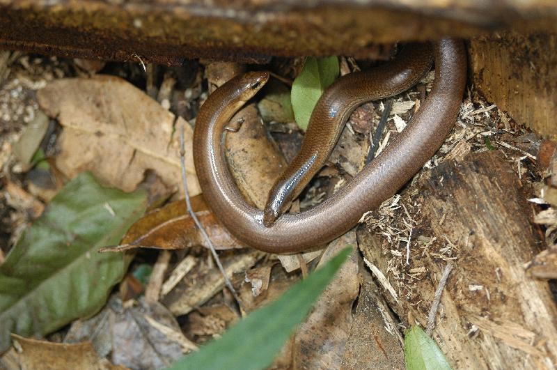 Three-Toed_Snake-Tooth_Skink__Coeranoscincus_reticulatus__008.jpg