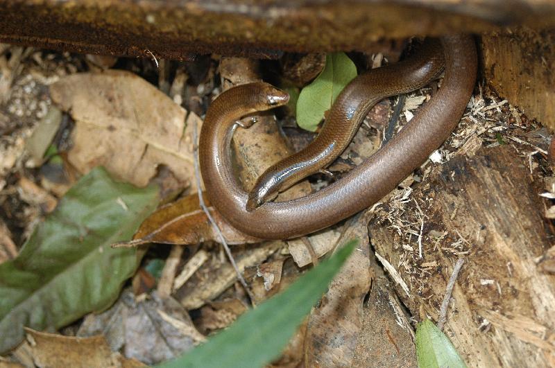 Three-Toed_Snake-Tooth_Skink__Coeranoscincus_reticulatus__009.jpg