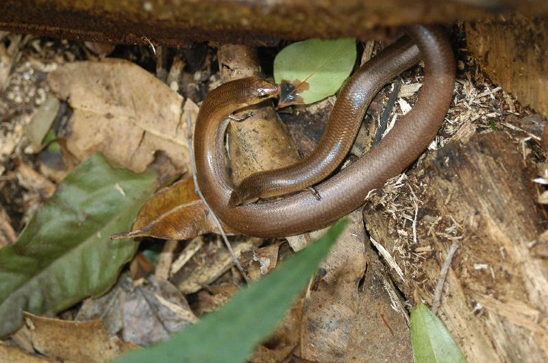 Three-Toed_Snake-Tooth_Skink__Coeranoscincus_reticulatus__010.jpg