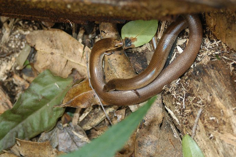 Three-Toed_Snake-Tooth_Skink__Coeranoscincus_reticulatus__011.jpg