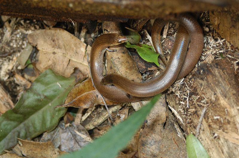 Three-Toed_Snake-Tooth_Skink__Coeranoscincus_reticulatus__012.jpg