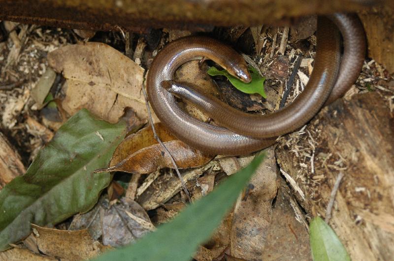 Three-Toed_Snake-Tooth_Skink__Coeranoscincus_reticulatus__013.jpg