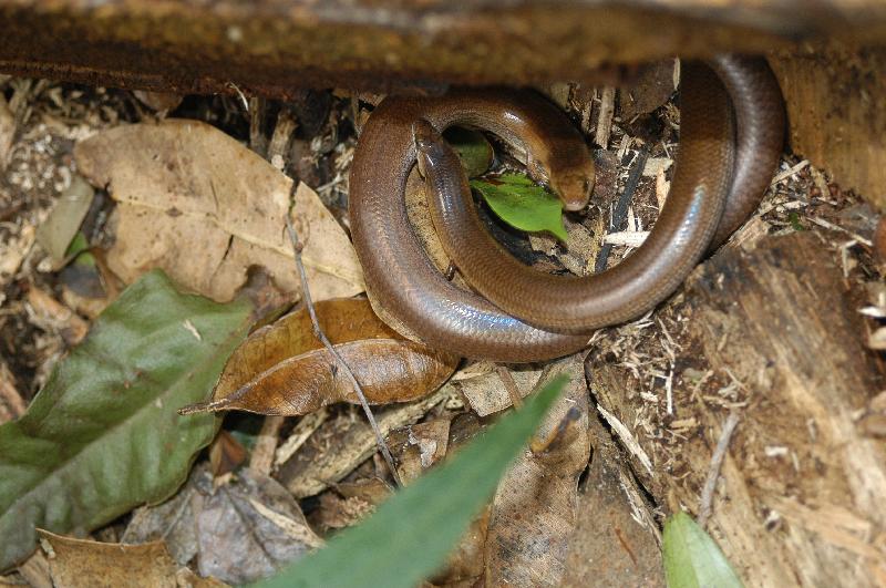 Three-Toed_Snake-Tooth_Skink__Coeranoscincus_reticulatus__014.jpg