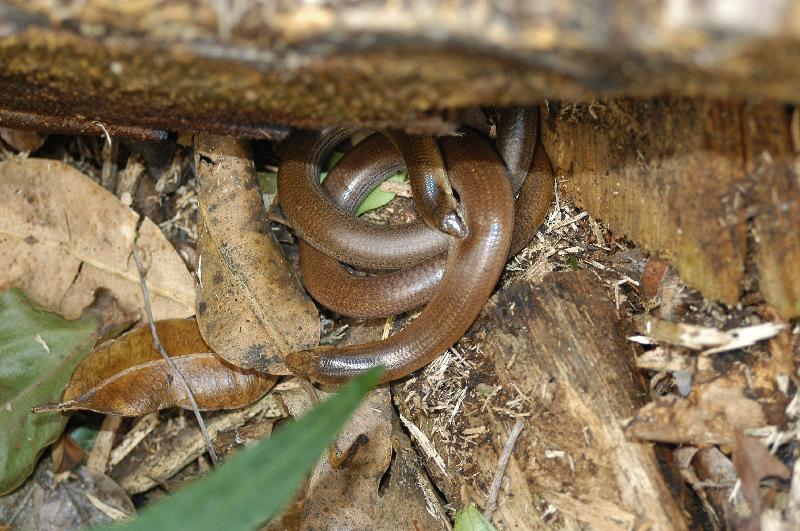 Three-Toed_Snake-Tooth_Skink__Coeranoscincus_reticulatus__015.jpg