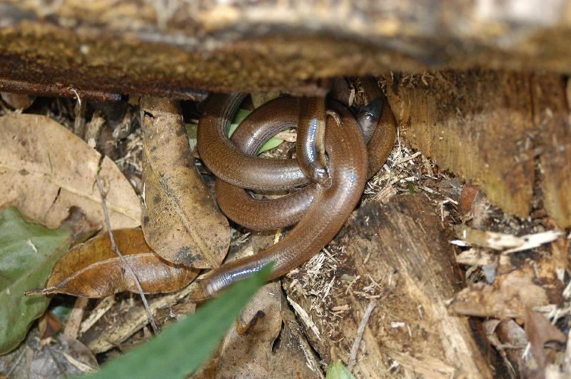 Three-Toed_Snake-Tooth_Skink__Coeranoscincus_reticulatus__016.jpg