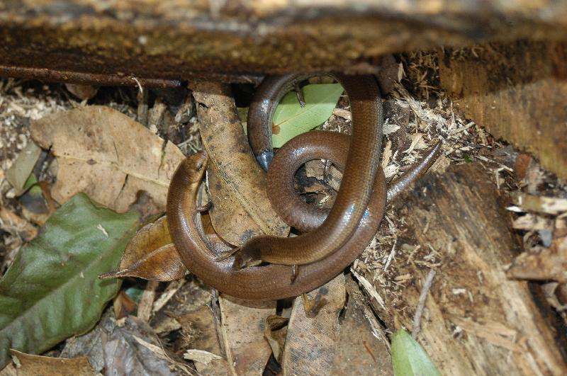 Three-Toed_Snake-Tooth_Skink__Coeranoscincus_reticulatus__017.jpg