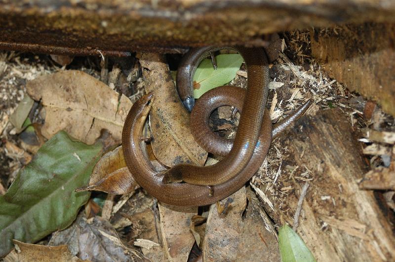 Three-Toed_Snake-Tooth_Skink__Coeranoscincus_reticulatus__018.jpg