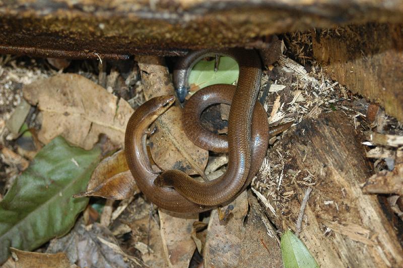 Three-Toed_Snake-Tooth_Skink__Coeranoscincus_reticulatus__019.jpg