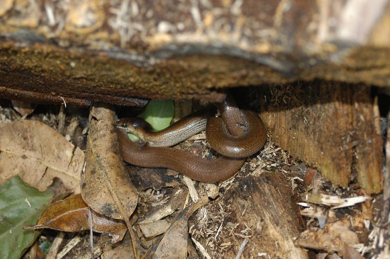 Three-Toed_Snake-Tooth_Skink__Coeranoscincus_reticulatus__020.jpg