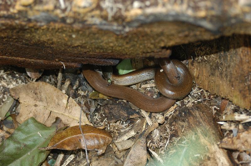 Three-Toed_Snake-Tooth_Skink__Coeranoscincus_reticulatus__021.jpg