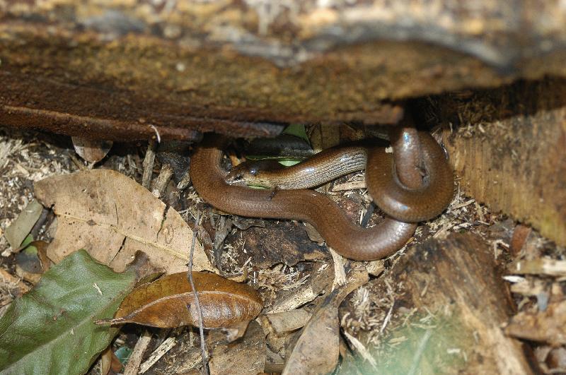 Three-Toed_Snake-Tooth_Skink__Coeranoscincus_reticulatus__022.jpg