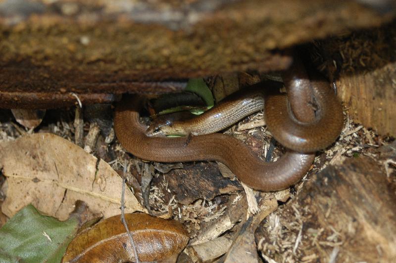 Three-Toed_Snake-Tooth_Skink__Coeranoscincus_reticulatus__023.jpg