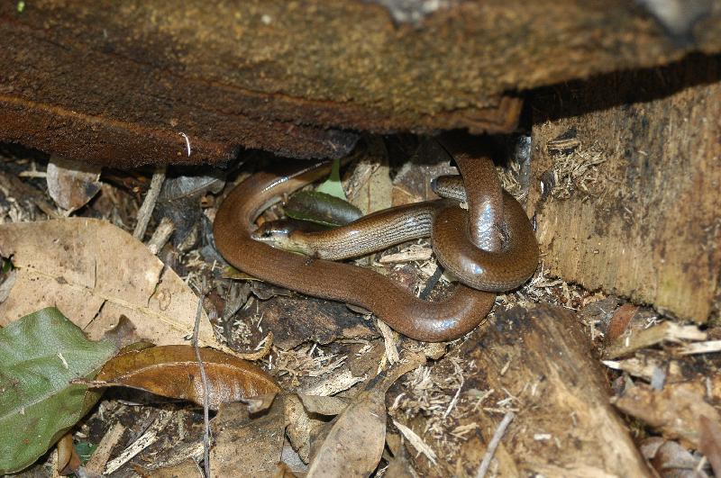 Three-Toed_Snake-Tooth_Skink__Coeranoscincus_reticulatus__024.jpg