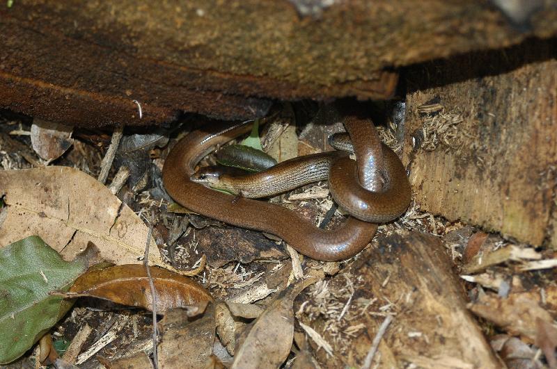 Three-Toed_Snake-Tooth_Skink__Coeranoscincus_reticulatus__025.jpg