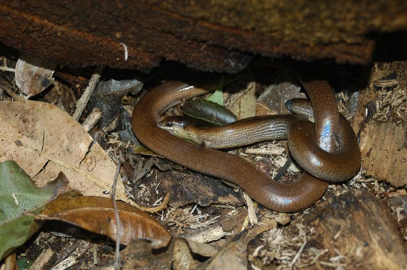 Three-Toed_Snake-Tooth_Skink__Coeranoscincus_reticulatus__026.jpg