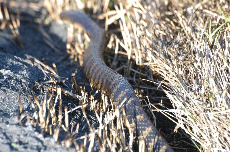 Tiger_Snake__Notechis_scutatus__004.jpg