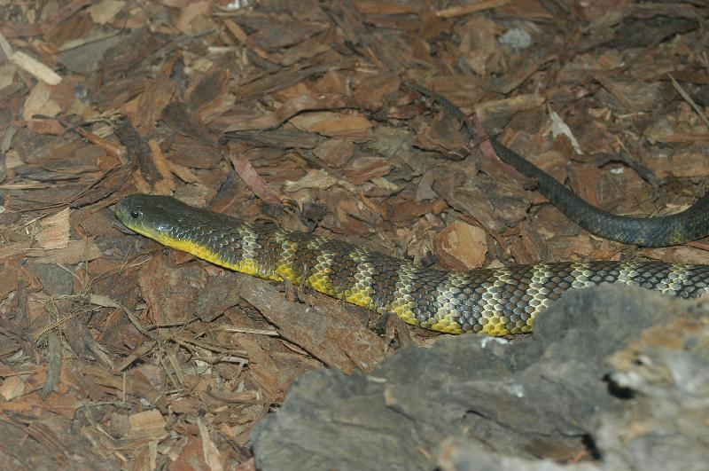 Tiger_Snake__Notechis_scutatus__005.jpg