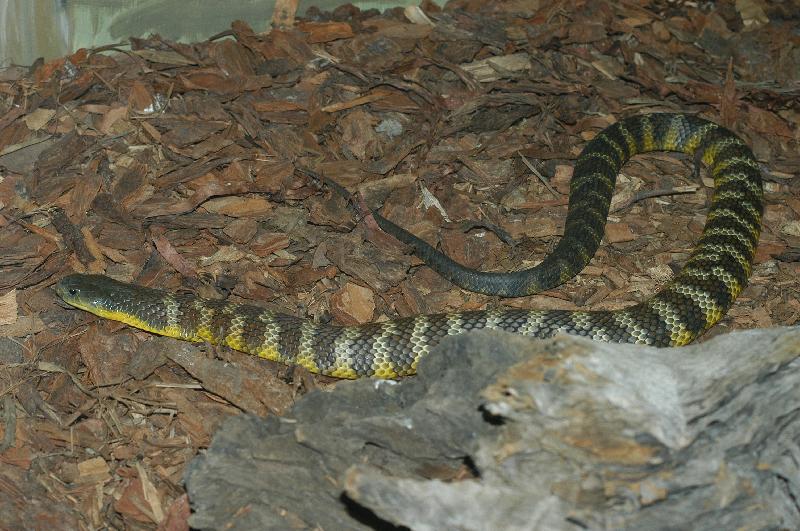 Tiger_Snake__Notechis_scutatus__006.jpg