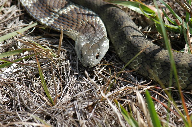 Tiger_Snake__Notechis_scutatus__008.jpg