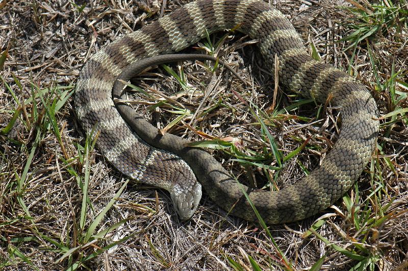 Tiger_Snake__Notechis_scutatus__009.jpg