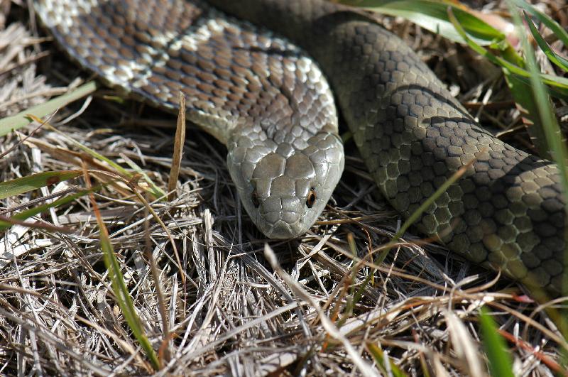 Tiger_Snake__Notechis_scutatus__010.jpg