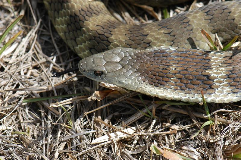 Tiger_Snake__Notechis_scutatus__013.jpg