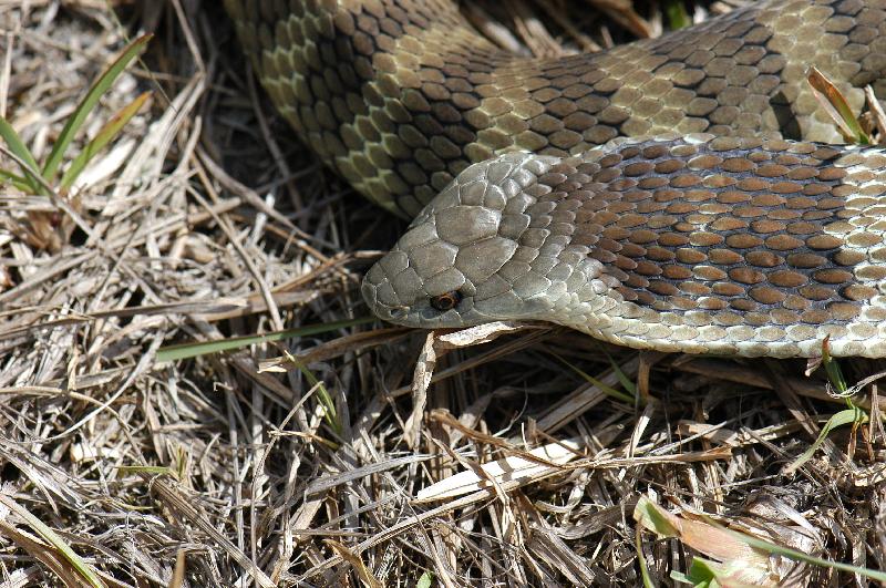 Tiger_Snake__Notechis_scutatus__014.jpg